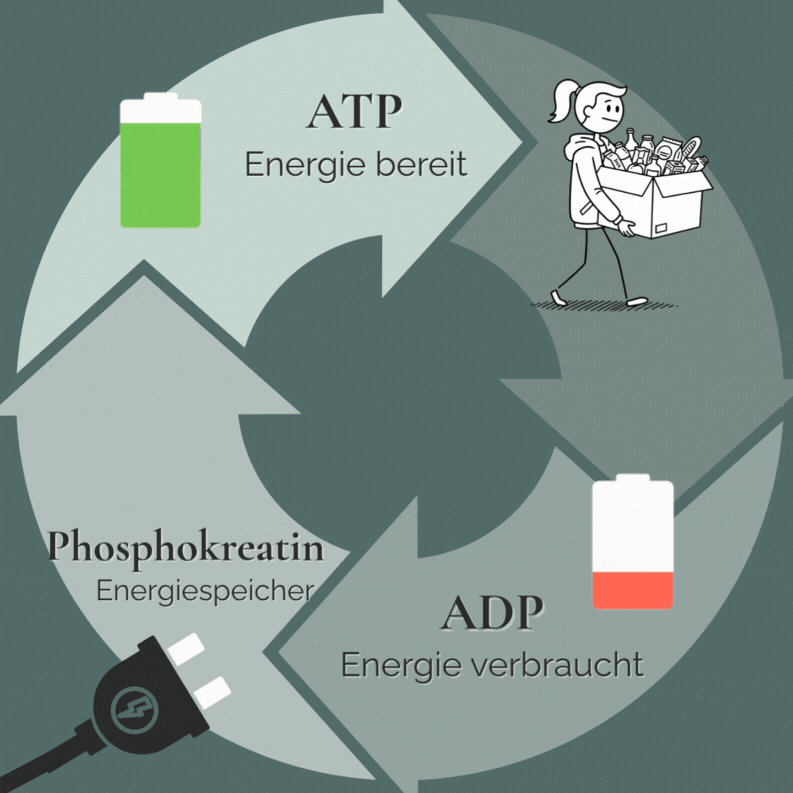 Kreatin fungiert wie eine wiederaufladbare Batterie: Phosphokreatin regeneriert verbrauchtes ADP (Adenosindiphosphat) in Sekundenschnelle zu neuem ATP (Adenosintriphosphat) – der universellen Energiequelle für alle körperlichen Aktivitäten im Alltag.